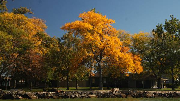 Enjoy fall color before leaves drop
