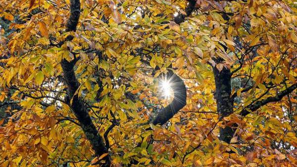 Great weekend expected for viewing fall colors as leaves near their peak in the region