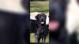 Dog shot, killed in Perry Twp.; Police seek information 