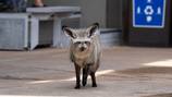 Columbus Zoo announces passing of ‘cherished bat-eared fox, Bruce’