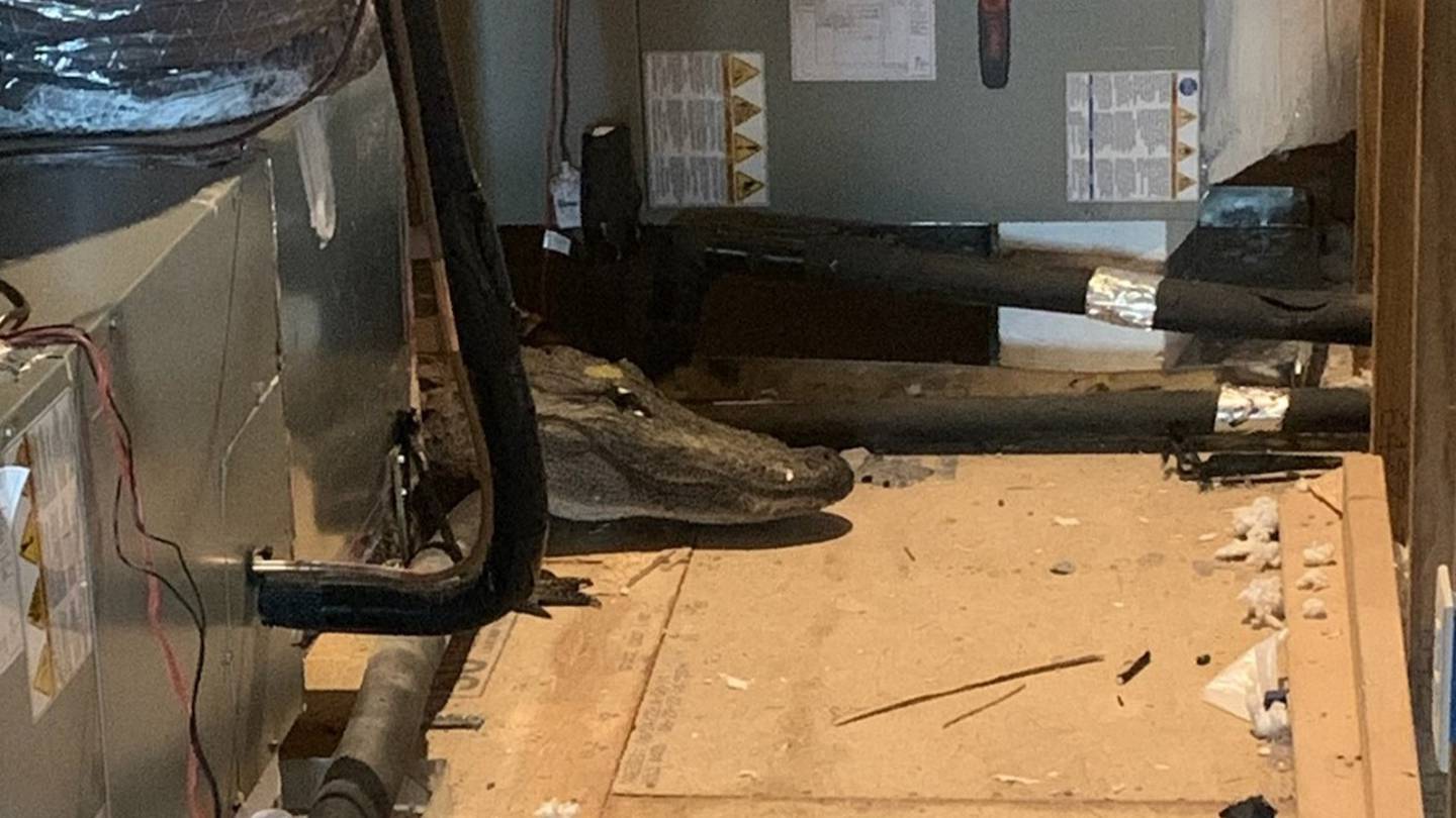 North Carolina inspector finds 8-foot alligator in attic of home