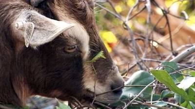 Florida neighborhood using goats to remove invasive plants