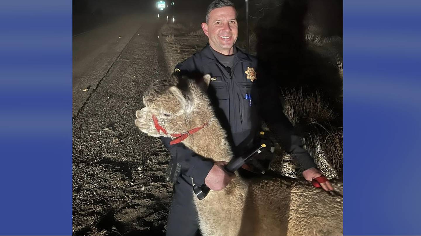 Llama drama: California troopers corral ‘Challenger,’ who trotted across interstate