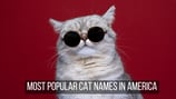 PHOTOS: The Most Popular Cat Names in America