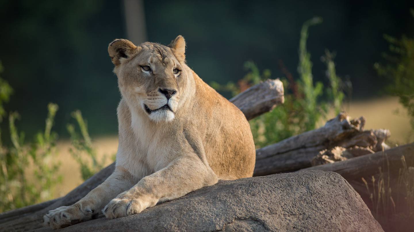Columbus Zoo announces death of 15-year-old African lion