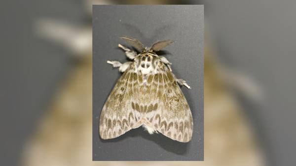 Invasive moth species detected in Ohio; Treatment scheduled for multiple counties