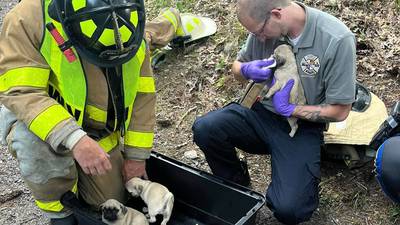 ‘Not all patients are human’: 14 puppies rescued from rollover crash