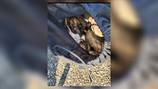 Puppy found inside closed drawstring bag; deputies investigating 