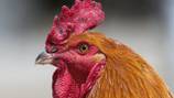 Nearly 30 birds removed from suspected Ohio cockfighting ring