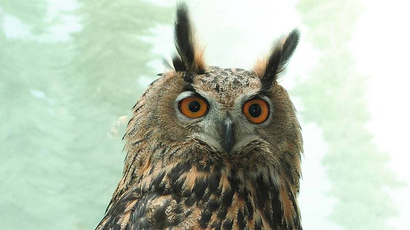 A Eurasian eagle-owl named Flaco who had escaped from Central Zoo in New York, has died, according to zoo officials.
