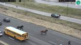 WATCH: Horses stampede down busy Ohio interstate, cause traffic jam