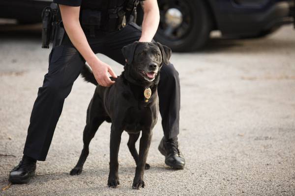 ‘Nothing short of extraordinary;’ Police department mourning death of retired K9 