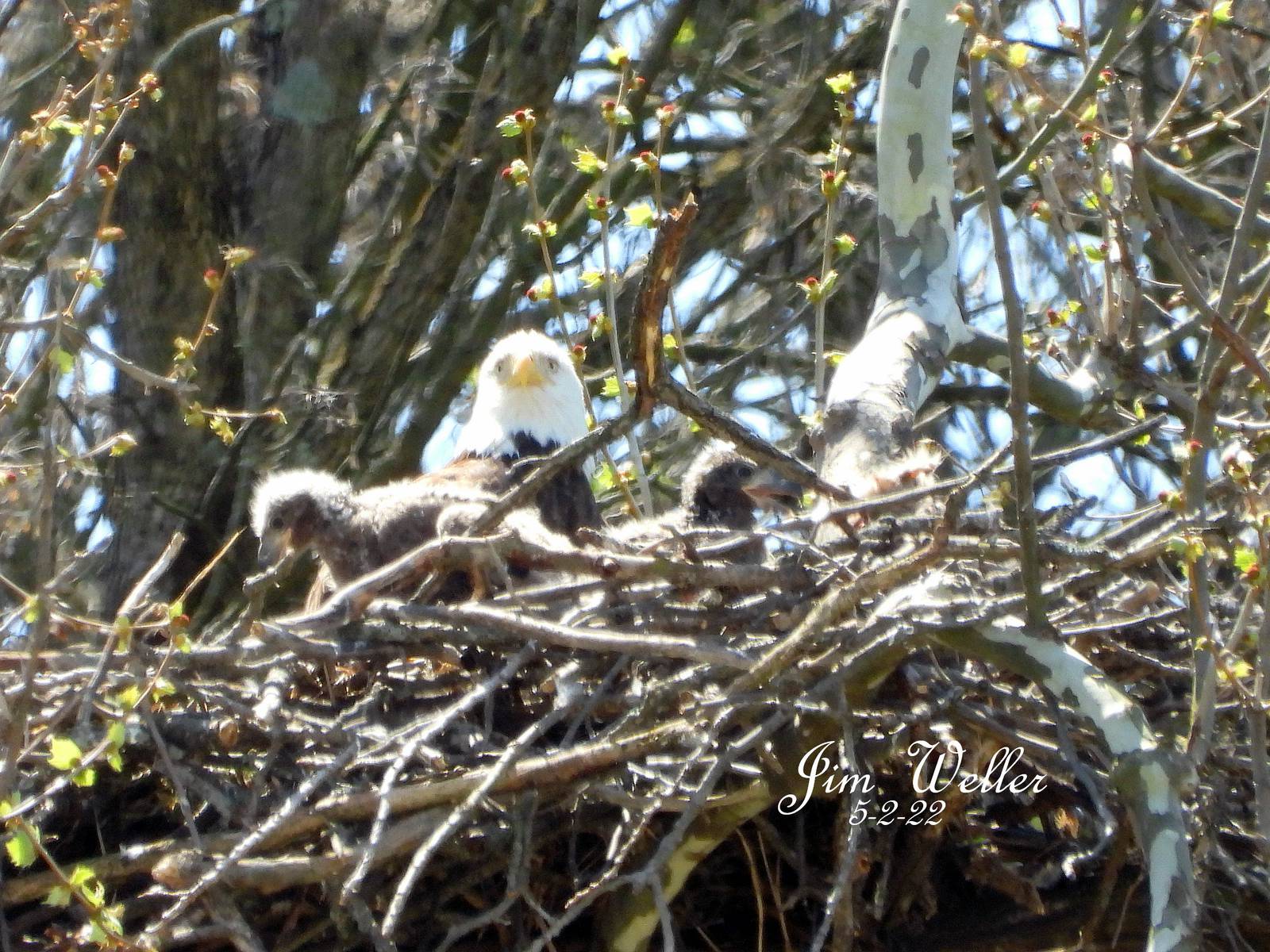 Carillon Park announces names of Orv and Willa’s two eaglets WHIO TV