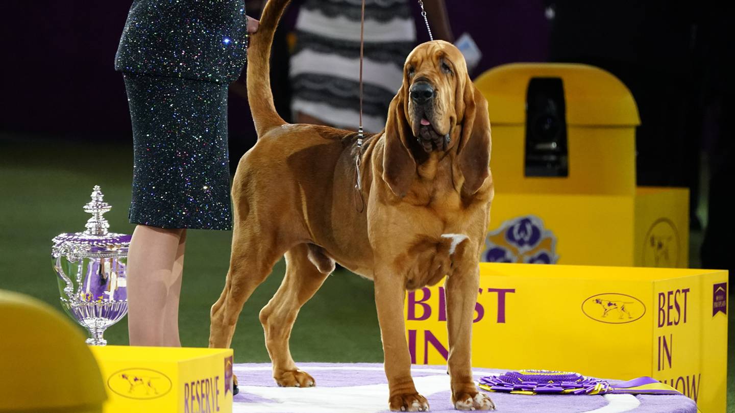 Exciting Moments at the 2025 Westminster Dog Show