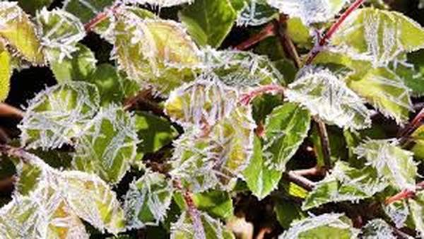Temperature dip: Freeze Warning, Frost Advisory in effect for part of the region tonight 