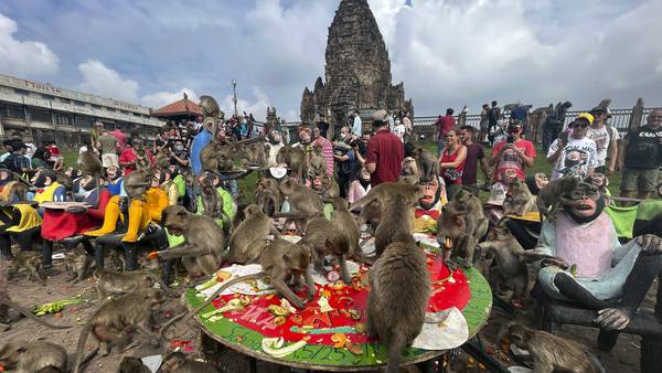 Thailand has a plan to contain the monkey mayhem in the popular tourist town of Lopburi