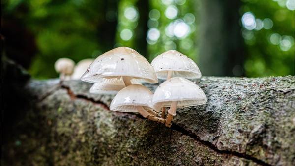 11 hospitalized after eating wild mushrooms