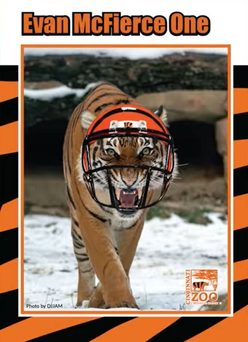 Cincinnati Bengals on X: Ready to Rule The Jungle! 