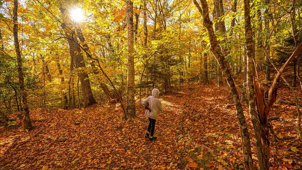 Fall colors are peaking this weekend; Here’s why