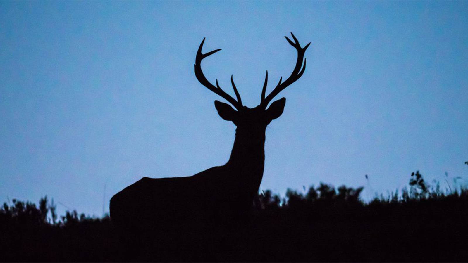 Ohio’s deer gun hunting seasons begin this weekend WHIO TV 7 and WHIO