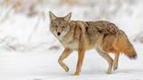 More coyotes spotted in the Miami Valley; What police warn not to do 