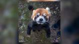 Area zoo remembering life of ‘very special’ red panda