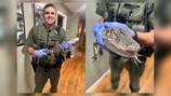 Game wardens seize illegal alligator from house basement