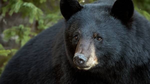 Wisconsin couple survives bear attack inside home