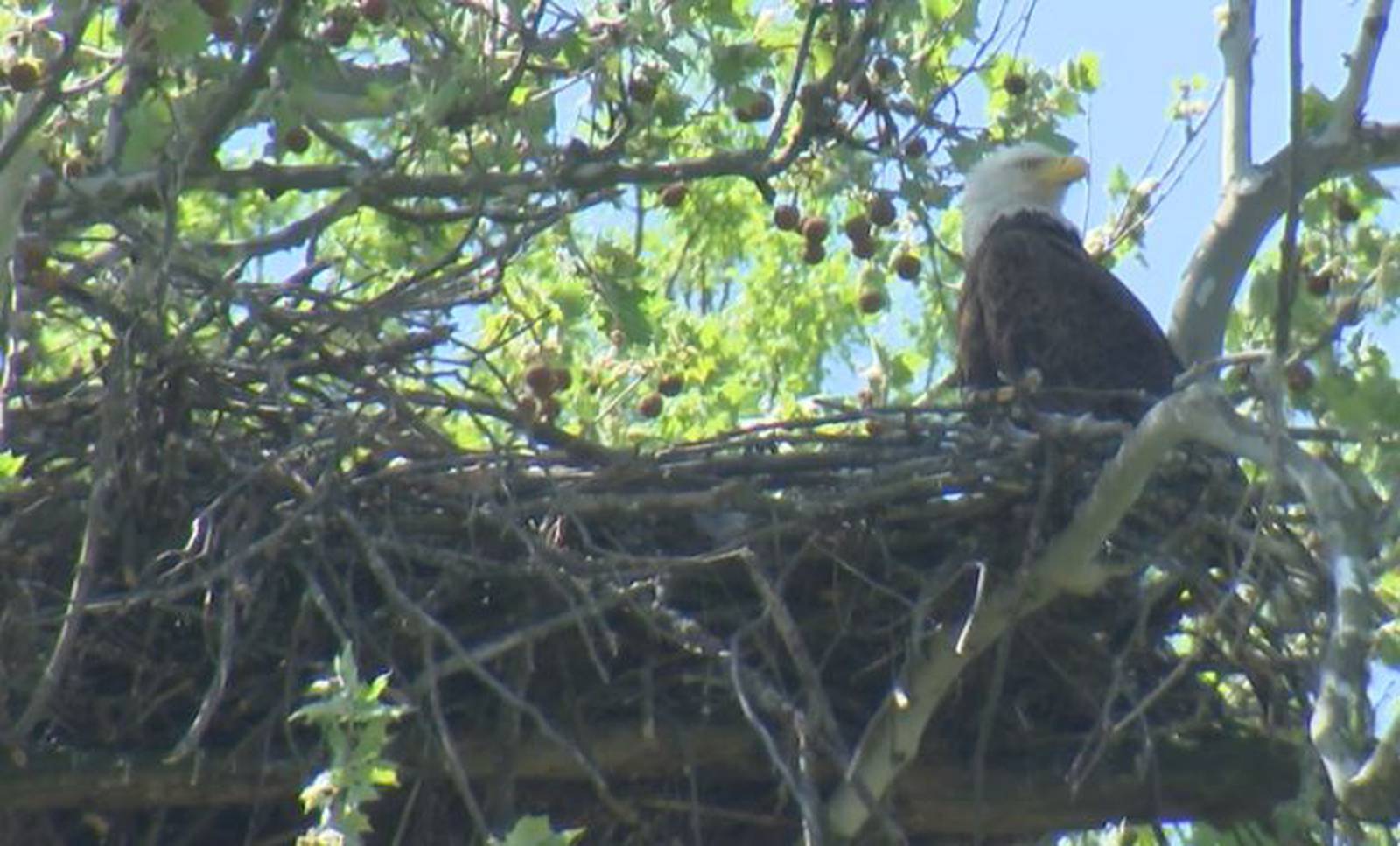 ‘It’s just amazing;’ Carillon Park eagles triplets WHIO TV 7