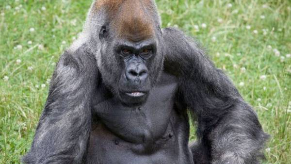 Goodbye, Ozzie: World’s oldest male gorilla dies at Zoo Atlanta