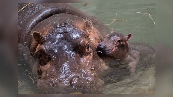 And the winner is... Cincinnati Zoo reveals name of baby hippo