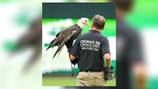 Sam the bald eagle takes flight for final time after 20 years