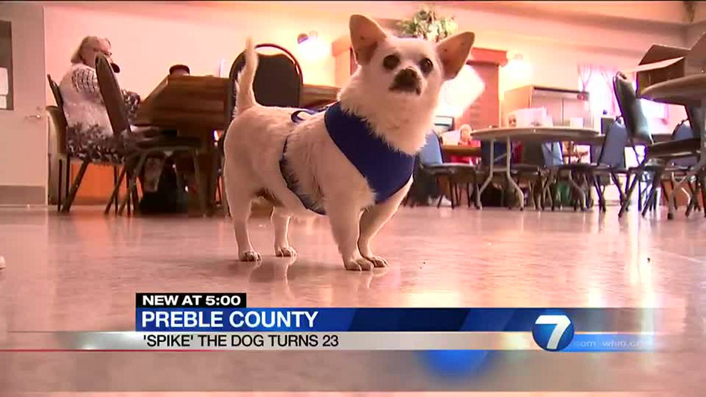 Oldest living dog? Preble County Chihuahua turns 23 today, looks