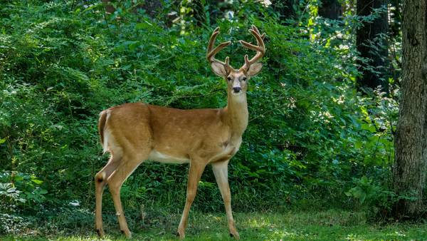 Authorities caution drivers as Ohio enters peak season for deer-related crashes