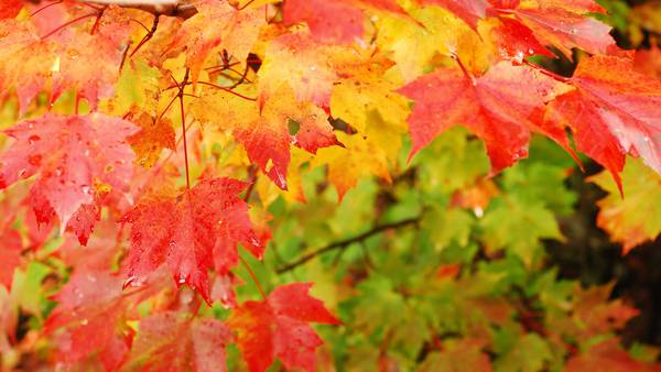 Fall Color Forecast for 2022