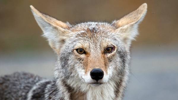 Coyote injures two toddlers in separate attacks in Scottsdale: Officials