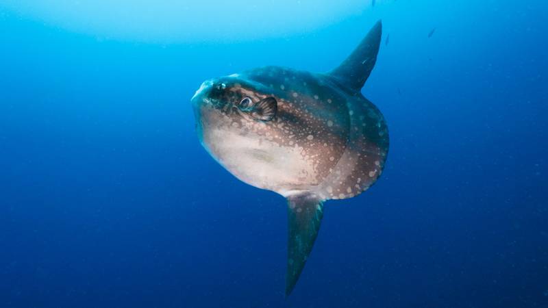 Hoodwinker sunfish in a blue water (Nusa Lembongan, Bali, Indonesia)