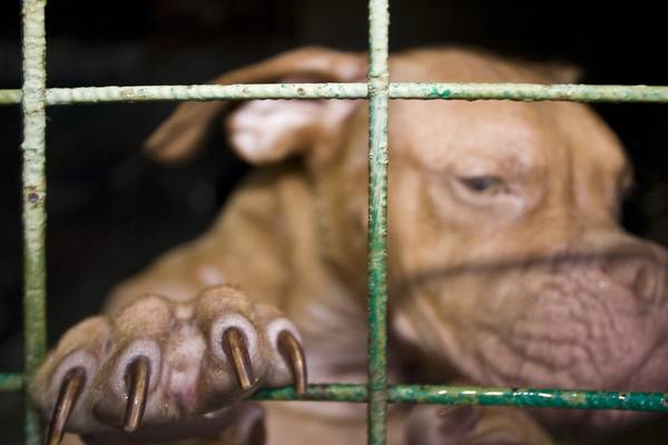 20 arrested, 305 dogs rescued after feds take down dogfighting ring in SC