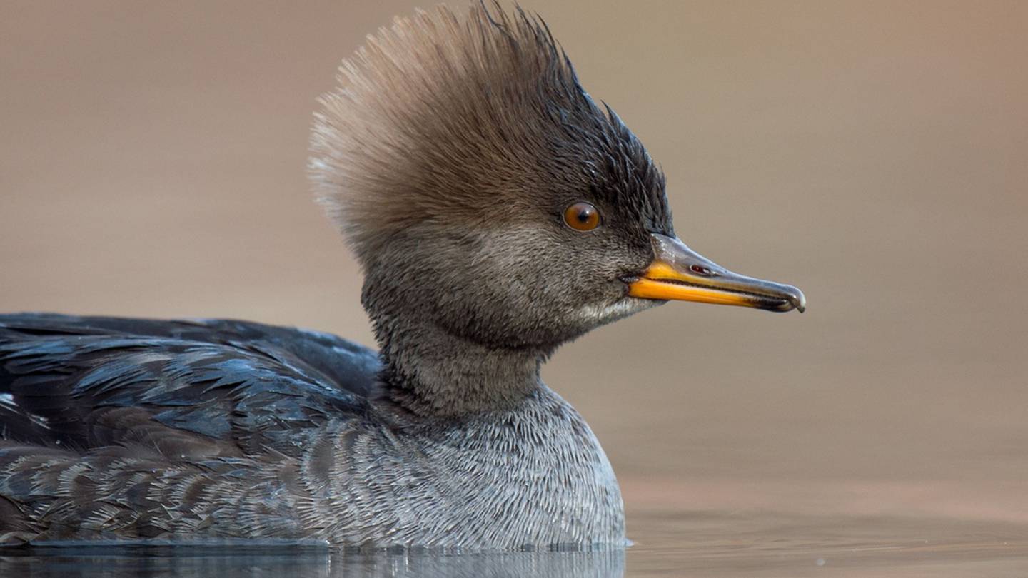 6 wild ducks found dead in stream in Maine tested positive for bird flu –  WHIO TV 7 and WHIO Radio