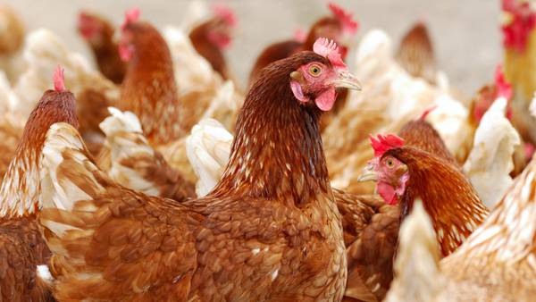 Bird flu found at plant run by largest egg producer in U.S.