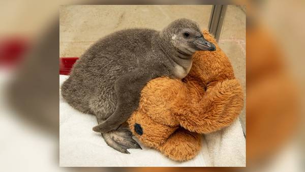Columbus Zoo mourning sudden loss of Humboldt penguin born in March