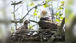 ‘They will be as big as Orv and Willa;’ 2 new eaglets spotted at Carillon Park