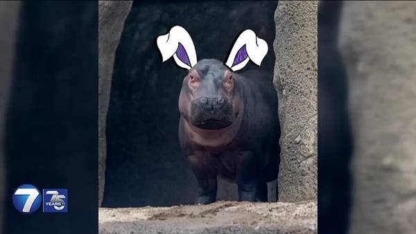 Fiona the hippo wants to be the next Cadbury Bunny