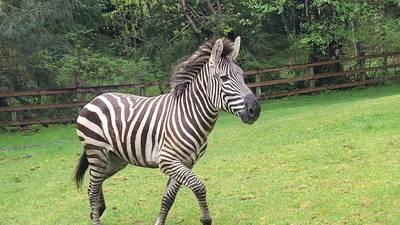 Zebras escape trailer, run loose in Washington 