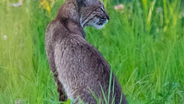 Bobcat spotted in wetland property in Greene County