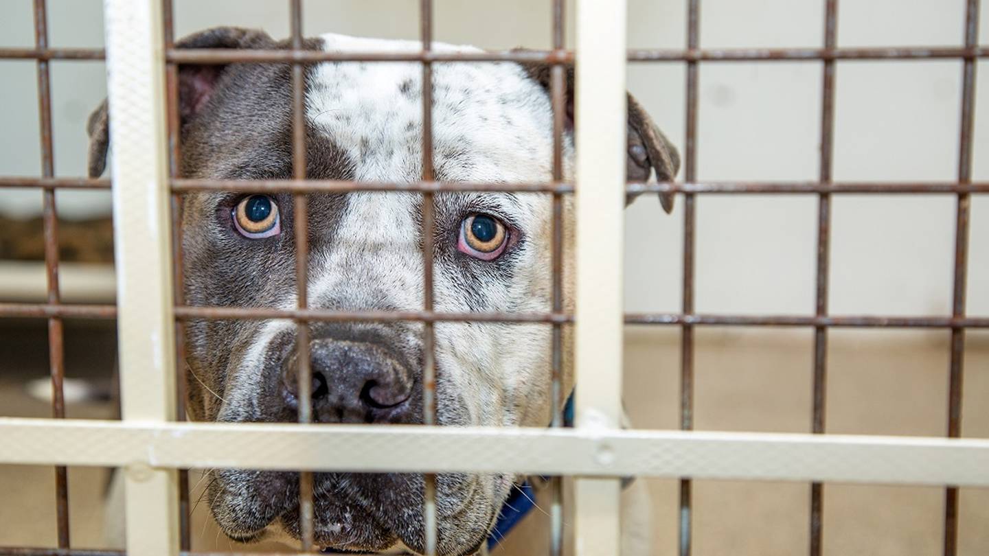 North Carolina animal shelter mistakenly euthanizes dog