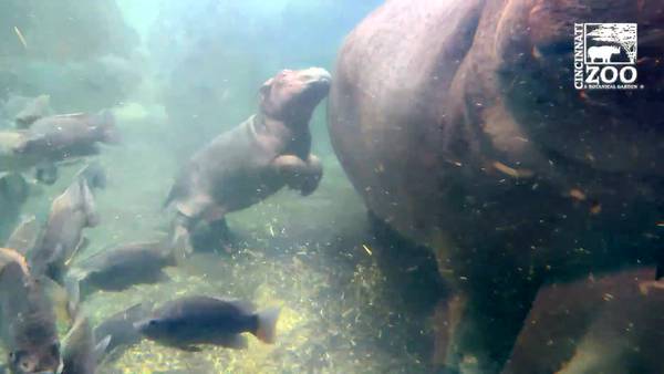 WATCH: Cincinnati Zoo’s baby hippo Fritz explores outdoor habitat for the first time