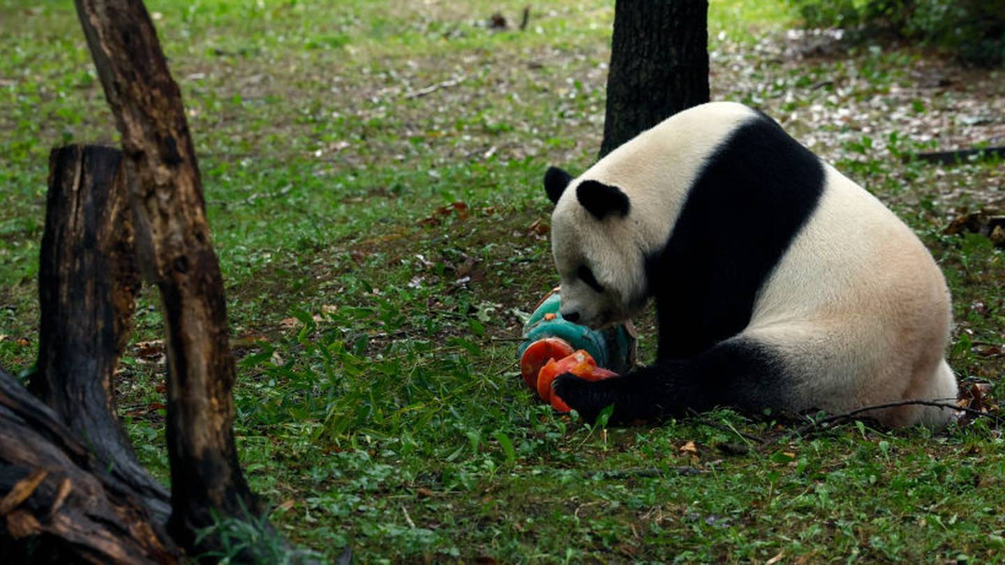 Goodbye, or Just Goodbye for Now? Pandas, Soft Power, and US-China  Relations