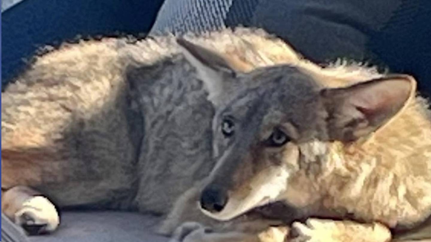 Couch potato: Coyote naps on porch of San Francisco home – WHIO TV 7 and  WHIO Radio