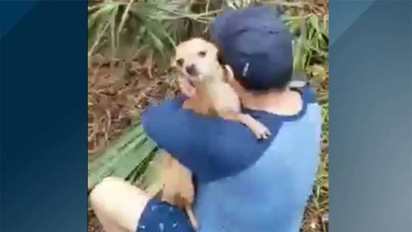 WATCH: Owner reunited with dog that went missing after New Year’s Eve crash